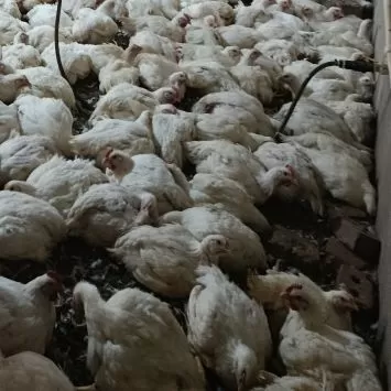 مرغداری گوشتی